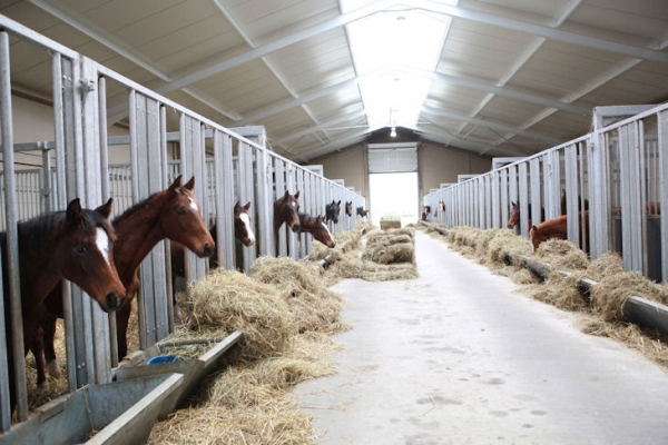 OPFOK jonge paarden en verhuur van Boxen op Hunters Studfarm